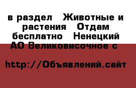  в раздел : Животные и растения » Отдам бесплатно . Ненецкий АО,Великовисочное с.